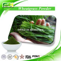 Chlorophyll Drink Wheatgrass Powder, Wheatgrass Juice Powder